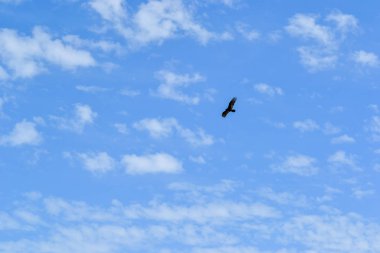 Gökyüzünde uçan yalnız bir yabani kuş
