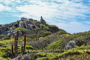 Bahar çiçekleri ve kaktüsler deniz kıyısında çiçek açan