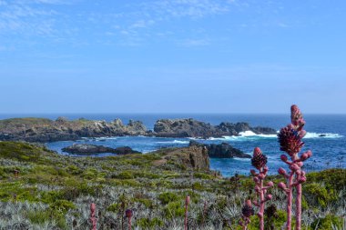 Bahar çiçekleri ve kaktüsler deniz kıyısında çiçek açan