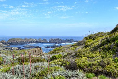 Bahar çiçekleri ve kaktüsler deniz kıyısında çiçek açan