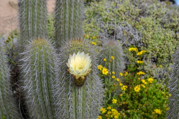 Fioritura Fiori Primavera Cactus Una Riva Del Mare — Foto Stock