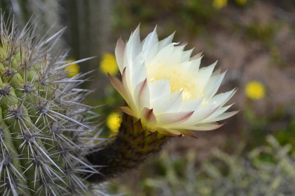 Fioritura Fiori Primavera Cactus Una Riva Del Mare — Foto Stock