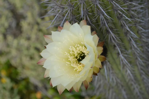 Fioritura Fiori Primavera Cactus Una Riva Del Mare — Foto Stock