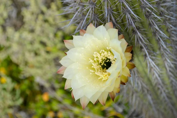 Fioritura Fiori Primavera Cactus Una Riva Del Mare — Foto Stock