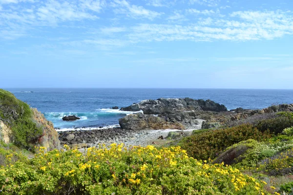 Bahar çiçekleri ve kaktüsler deniz kıyısında çiçek açan