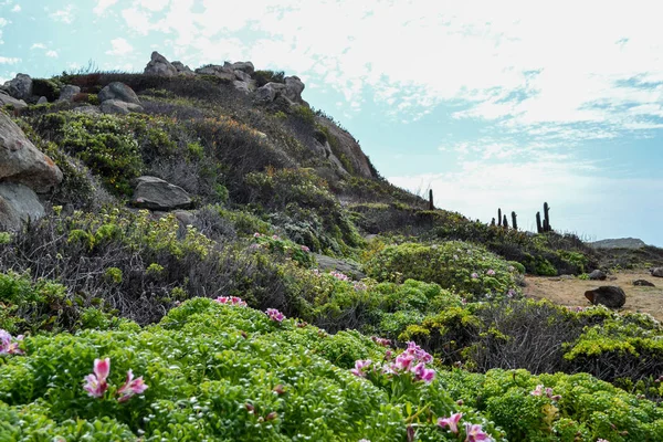 Blommande Vårblommor Och Kaktusar Havsstranden — Stockfoto