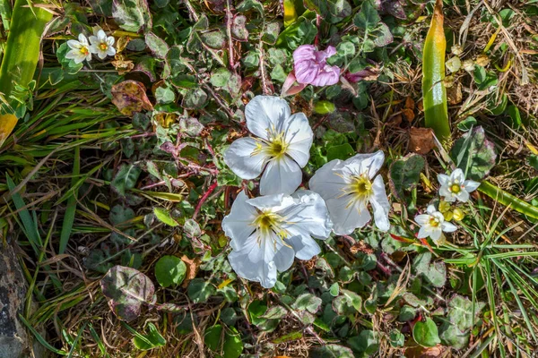 Квітучі Весняні Квіти Кактуси Морському Березі — стокове фото
