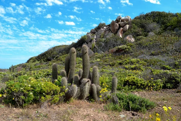 Blommande Vårblommor Och Kaktusar Havsstranden — Stockfoto