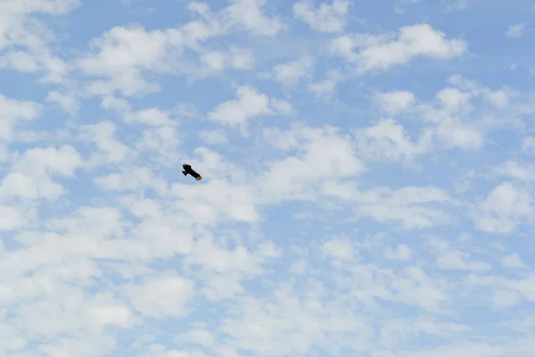 Pássaro Selvagem Solitário Voando Céu — Fotografia de Stock