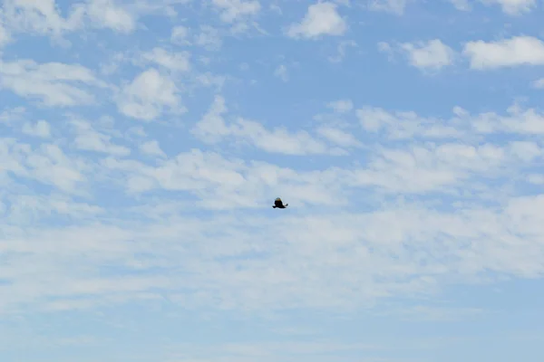 Oiseau Sauvage Solitaire Volant Dans Ciel — Photo