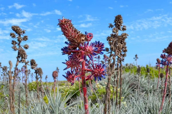 Blommande Vårblommor Och Kaktusar Havsstranden — Stockfoto