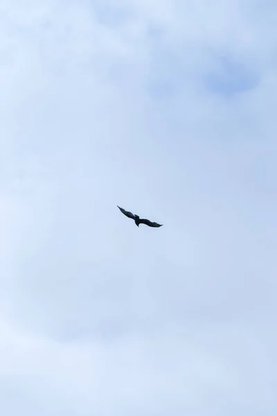 Een Eenzame Wilde Vogel Met Het Vliegen Lucht — Stockfoto