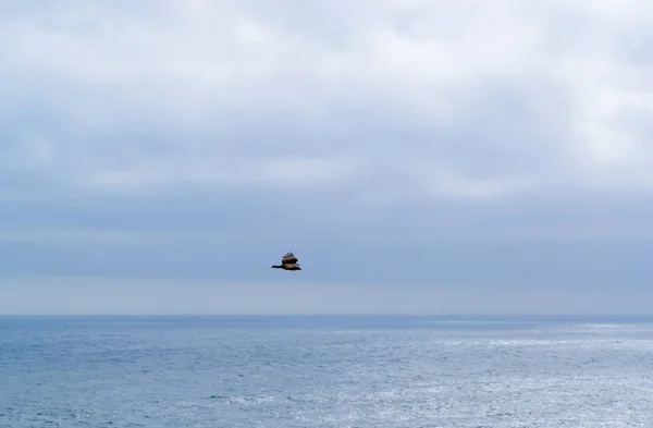 Oiseau Sauvage Solitaire Volant Dans Ciel — Photo