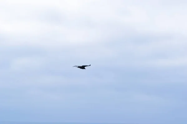 孤独な野生の鳥が空を飛んでいます — ストック写真