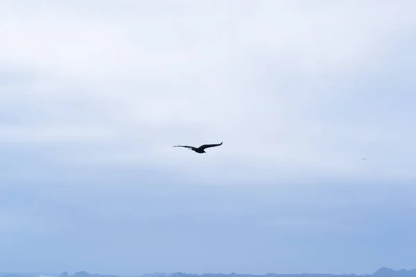 孤独な野生の鳥が空を飛んでいます — ストック写真