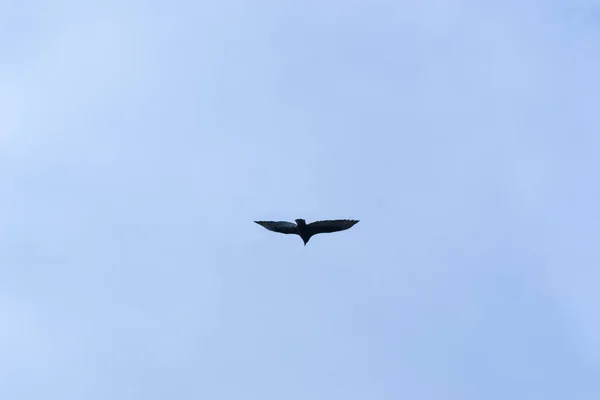 Oiseau Sauvage Solitaire Volant Dans Ciel — Photo