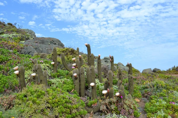 Blommande Vårblommor Och Kaktusar Havsstranden — Stockfoto