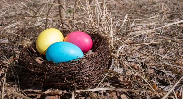 Œufs Pâques Peints Dans Nid Sur Herbe Printanière — Photo