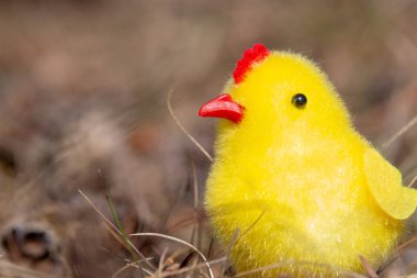 Bahar çim bir ormanda sarı piliç