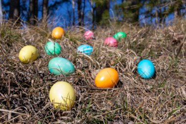 Bahar çim bir ormanda Paskalya süslenmiş yumurta