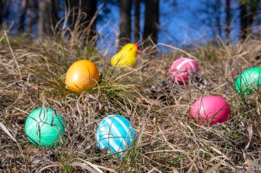Paskalya süslenmiş yumurta ve bahar çim bir ormanda sevimli sarı civciv