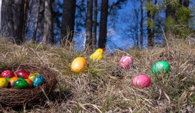Paskalya süslenmiş yumurta ve bahar çim bir ormanda sevimli sarı civciv
