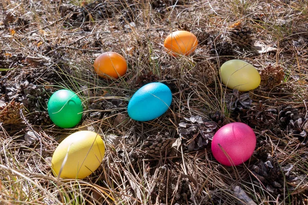 Oeufs Décorés Pâques Dans Une Forêt Sur Herbe Printanière — Photo