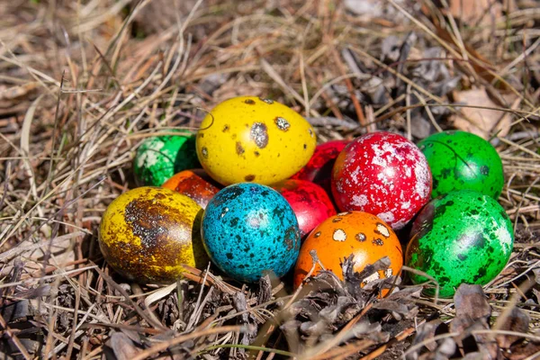 Kwartel Pasen Versierd Eieren Een Bos Lente Gras — Stockfoto