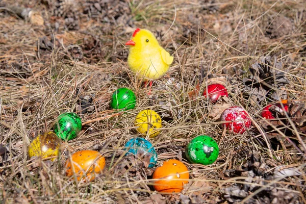 Easter Decorated Eggs Cute Yellow Chick Forest Spring Grass — Stock Photo, Image