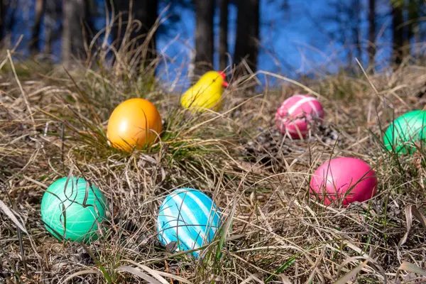 Paskalya süslenmiş yumurta ve bahar çim bir ormanda sevimli sarı civciv