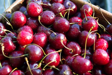 Bir kasedeki kirazlar