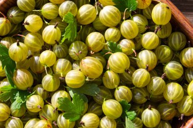 Yeşil ve sarı bektaşi üzümü