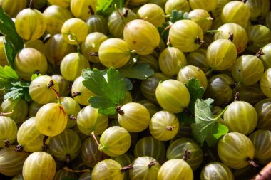 Yeşil ve sarı bektaşi üzümü