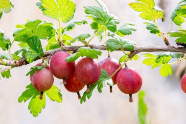 Kırmızı bektaşi üzümü