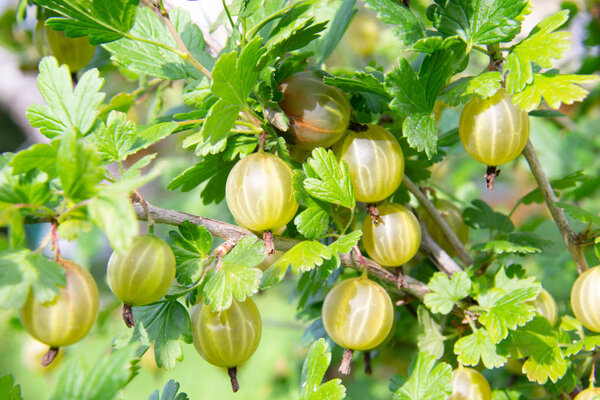 Green abd yellow gooseberry