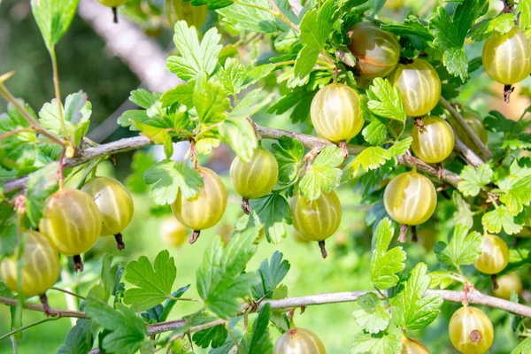 Groene Abd gele kruisbes Rechtenvrije Stockfoto's