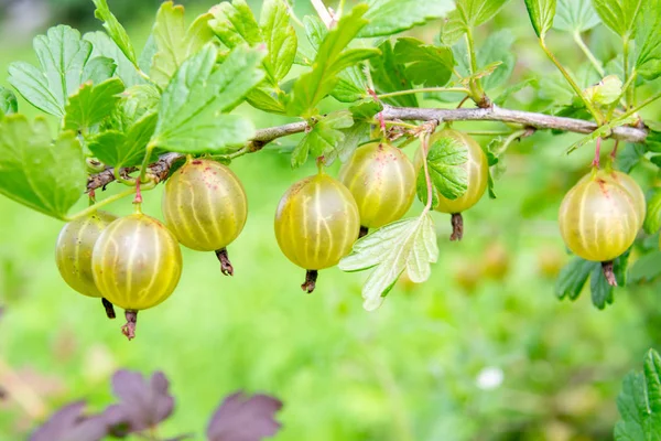 Grön Abd gul krusbär Stockbild