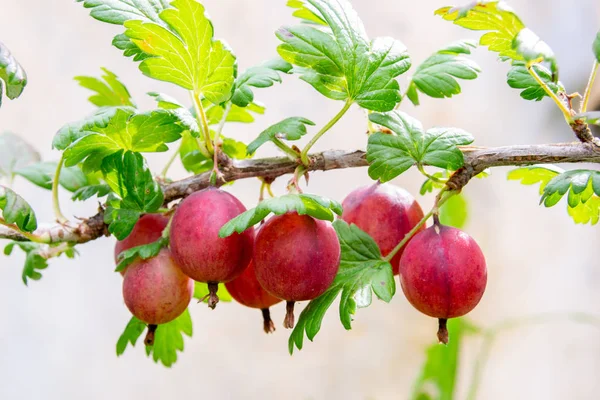 Röda krusbär Stockbild