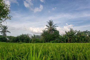 Yeşil genç pirinç tropik dosyalanmış