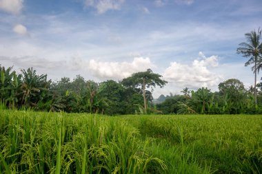 Yeşil genç pirinç tropik dosyalanmış