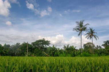 Yeşil genç pirinç tropik dosyalanmış