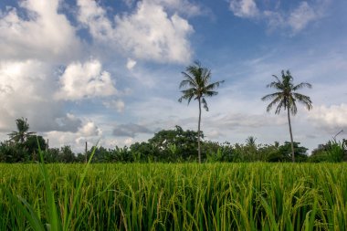 Yeşil genç pirinç tropik dosyalanmış