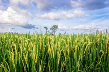 Yeşil genç pirinç tropik dosyalanmış