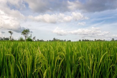 Yeşil genç pirinç tropik dosyalanmış