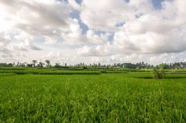 Yeşil genç pirinç tropik dosyalanmış
