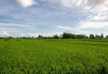Yeşil genç pirinç tropik dosyalanmış