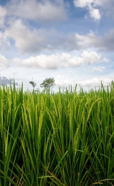 Zelená Mladá Rýže Podaná Tropech — Stock fotografie