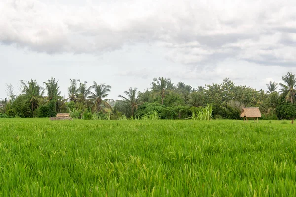 熱帯地方に提出された緑の若い米 — ストック写真
