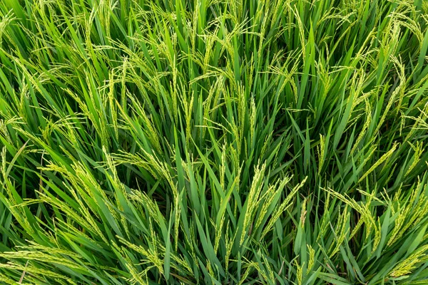 Yeşil genç pirinç tropik dosyalanmış