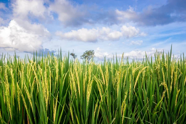 Green Young Rice Arkiverat Tropikerna Stockbild